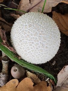 Annelies 11 - Nog wat paddenstoelen